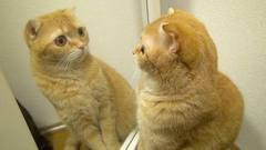 引き寄せ  不思議な鏡の法則について