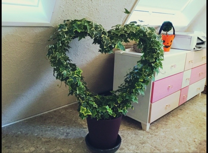 ハート型のアイビー♡がサロンに到着