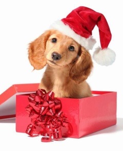 Xmasの婚活イベント発表！！